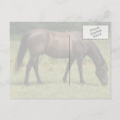 草原のダークベイ馬の放牧 ポストカード (裏面)