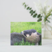 草原のハヤブサ ポストカード (スタンド正面)