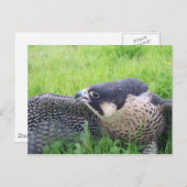 草原のハヤブサ ポストカード (正面/裏面)