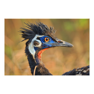 草原の最後の光 – ベンガルフロリカン フォトプリント           