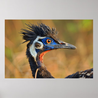 草原の最後の光 – ベンガルフロリカン ポスター