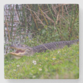 草原の湿地帯にいるワニの写真 ストーンコースター (正面)