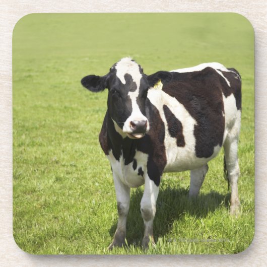 草原の牛 コースター (正面)