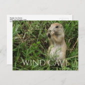 草原の犬が草の中に立って食べ物いる、WInd洞窟 ポストカード (正面/裏面)
