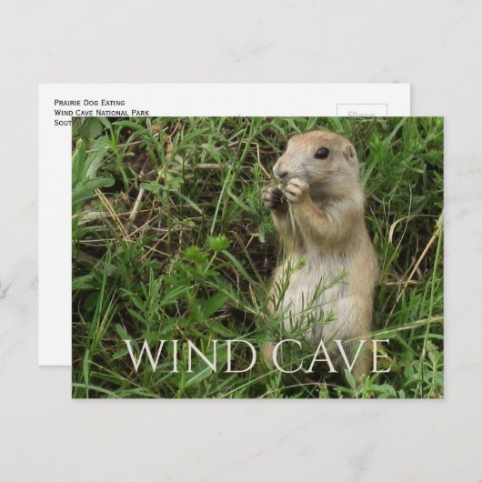 草原の犬が草の中に立って食べ物いる、WInd洞窟 ポストカード (正面/裏面)