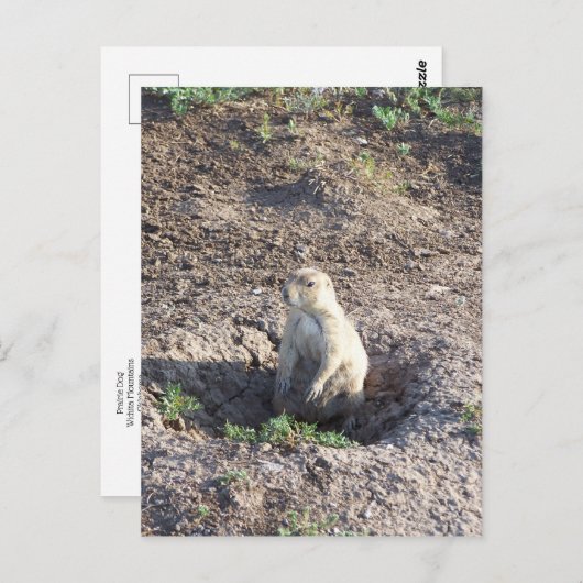 草原の犬、野生動物、かわいいクリッター、ウィチタ・モンツ ポストカード (正面/裏面)
