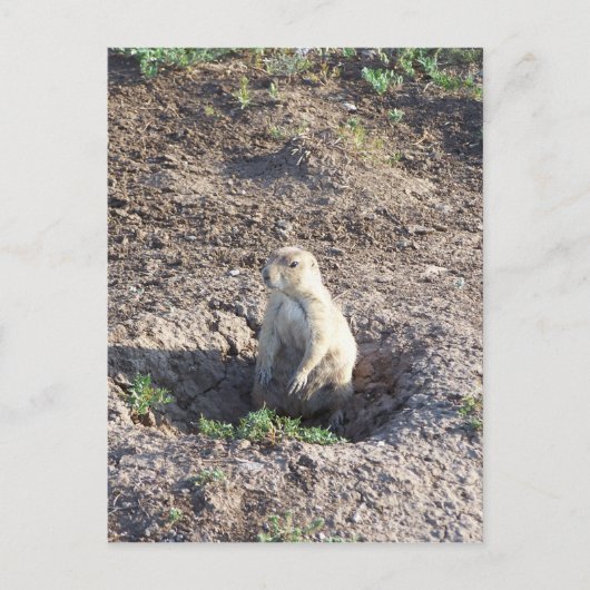 草原の犬、野生動物、かわいいクリッター、ウィチタ・モンツ ポストカード (正面)