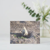 草原の犬、野生動物、かわいいクリッター ポストカード (スタンド正面)