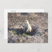 草原の犬、野生動物、かわいいクリッター ポストカード (正面/裏面)