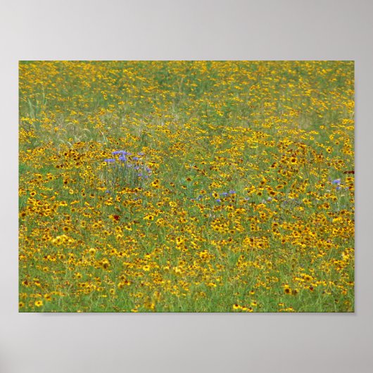 草原の花，インディアナ ポスター (正面)