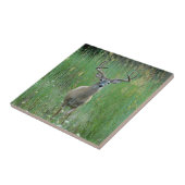 草原の装飾的なタイルのオジロ鹿シカ タイル (側面)