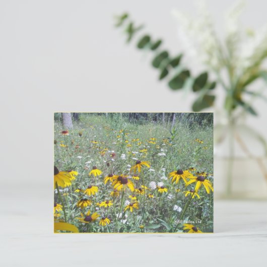 草原の野草 – はがき (スタンド正面)