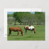 草原の馬の風景 ポストカード (正面/裏面)