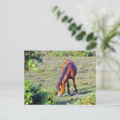 草原の馬 ポストカード (スタンド正面)