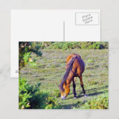 草原の馬 ポストカード (正面/裏面)