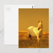 草原の黄金色の輝きの斑点のある馬 ポストカード (正面/裏面)