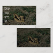 草原ガラガラヘビ 名刺 (正面/裏面)