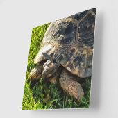 草原野生動物アートの野生のカメ スクエア壁時計 (傾斜)
