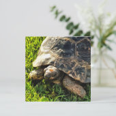 草原野生動物アートの野生のカメ 招待状 (スタンド正面)