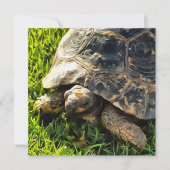 草原野生動物アートの野生のカメ 招待状 (正面)