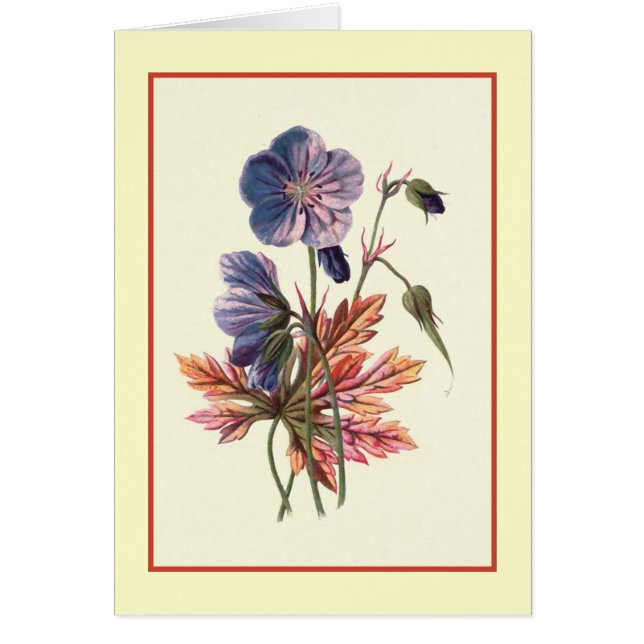 "草原Cranesbill"の植物のイラストレーション (正面)