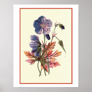 "草原Cranesbill"の植物のイラストレーション ポスター
