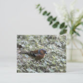 草地で鳥を閉める ポストカード (スタンド正面)