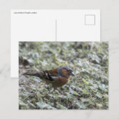 草地で鳥を閉める ポストカード (正面/裏面)