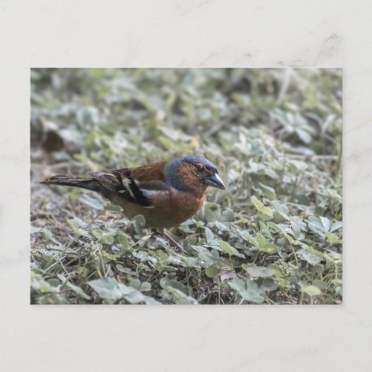 草地で鳥を閉める ポストカード (正面)