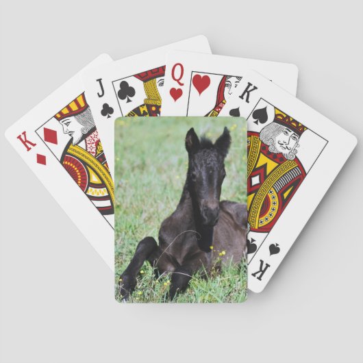 草地にベビー馬 トランプ (裏面)