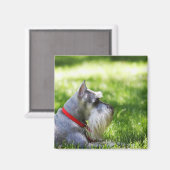 草地に横たわるシュナウザー マグネット (正面/裏面)