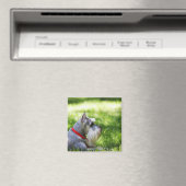 草地に横たわるシュナウザー マグネット (インサイチュ (食洗機))