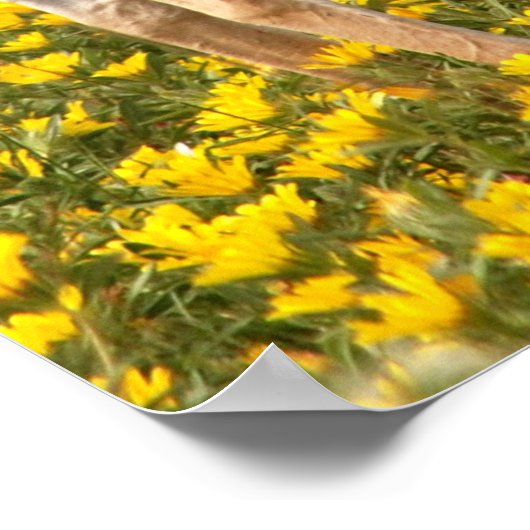 草地ガゼル ポスター (角)