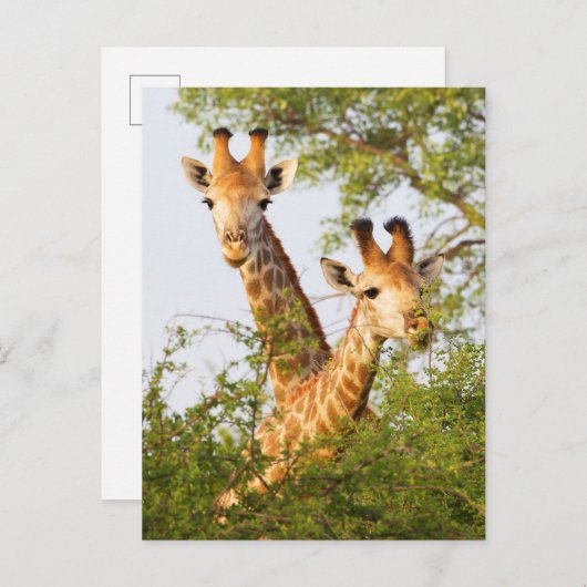 草木の上からキリンが覗く ポストカード (正面/裏面)