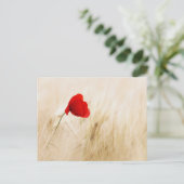 草独身の畑の赤いポピー ポストカード (スタンド正面)