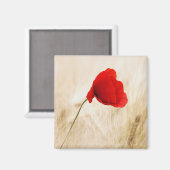 草独身の畑の赤いポピー マグネット (正面/裏面)