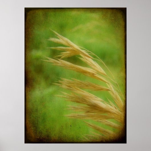 草種子 ポスター (正面)