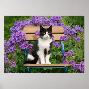 草花のある庭の椅子に座るタキシード猫 ポスター