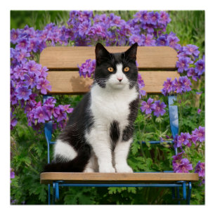 草花のある庭の椅子に座るタキシード猫 ポスター