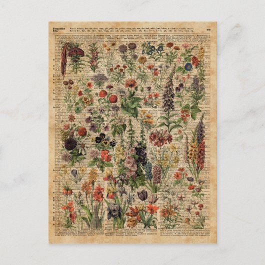 草花カラフルハーブ辞書アート ポストカード (正面)