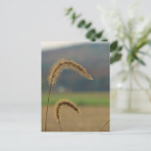 草茎 ポストカード (スタンド正面)