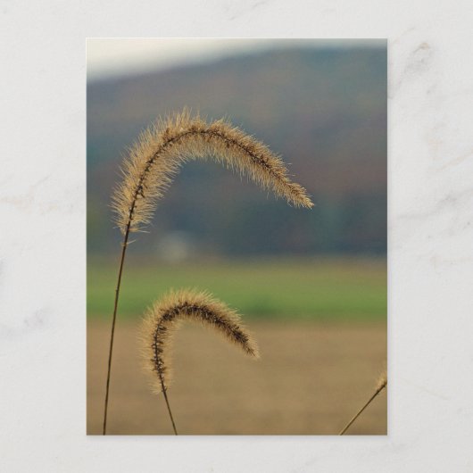 草茎 ポストカード (正面)