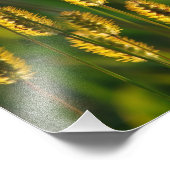 草輝く – 写真 フォトプリント            (角)