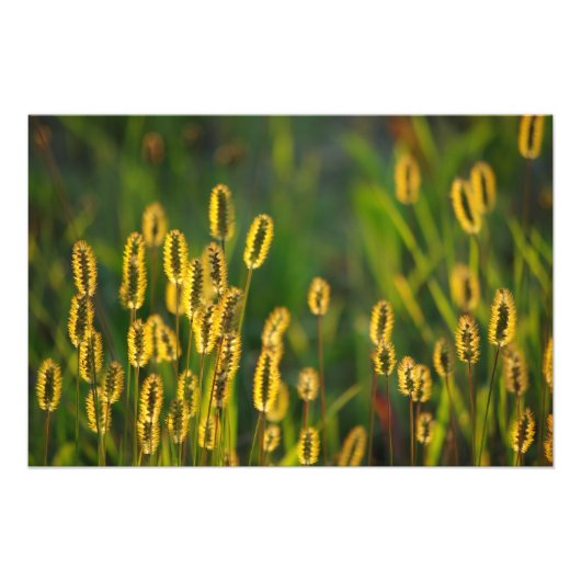 草輝く – 写真 フォトプリント            (正面)