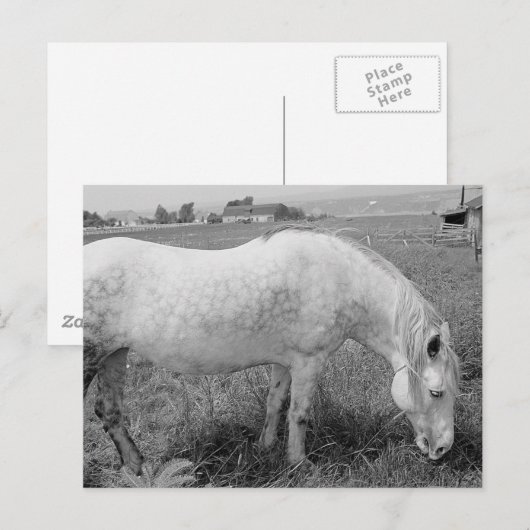 草食斑灰色 ポストカード (正面/裏面)