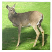 草6x6のシカ タイル (正面)
