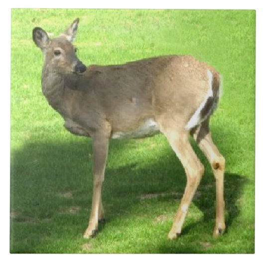 草6x6のシカ タイル (正面)