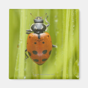 草、クローズアップのてんとう虫 マグネット