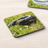 草、コースターの上のシングルバックトカゲ コースター (左側)