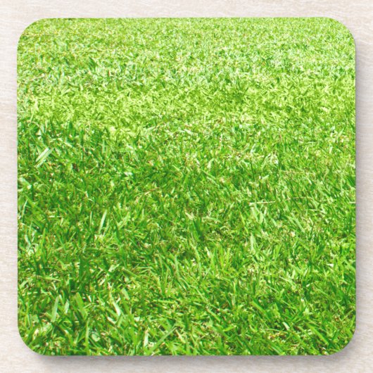 草 コースター (正面)